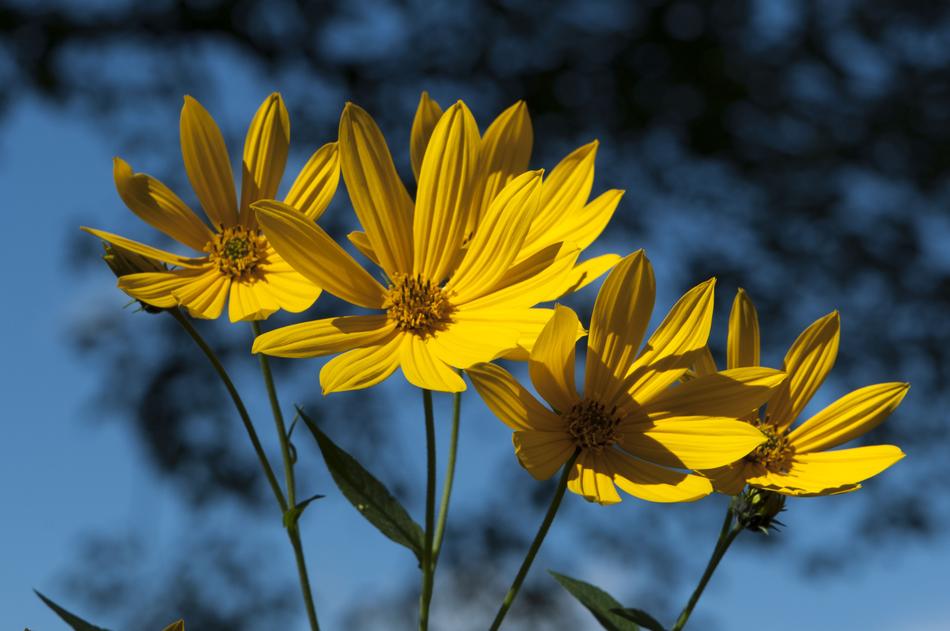 yellow summer flowers in new england