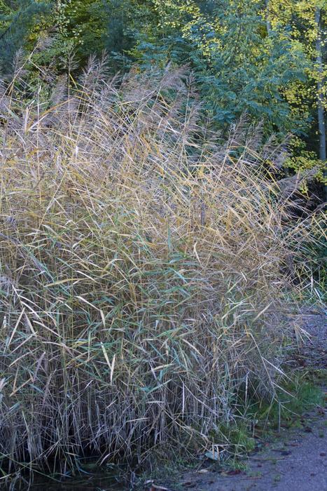 Grass Autumn Emerge Colors Of
