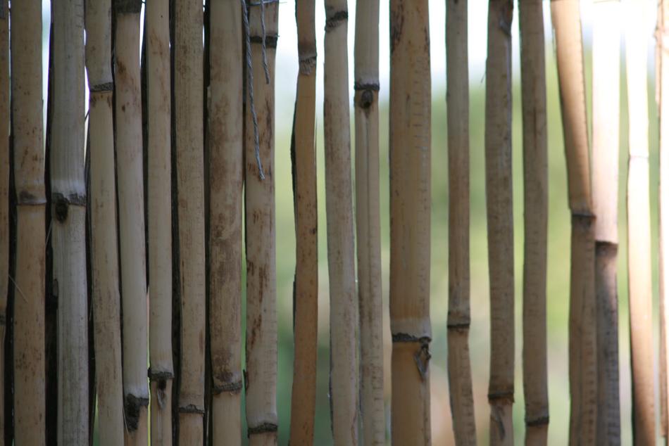 bamboo hedge on blurred background
