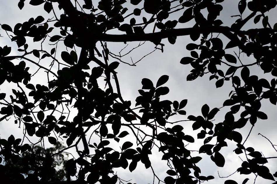 Haunted Black Leaves trees