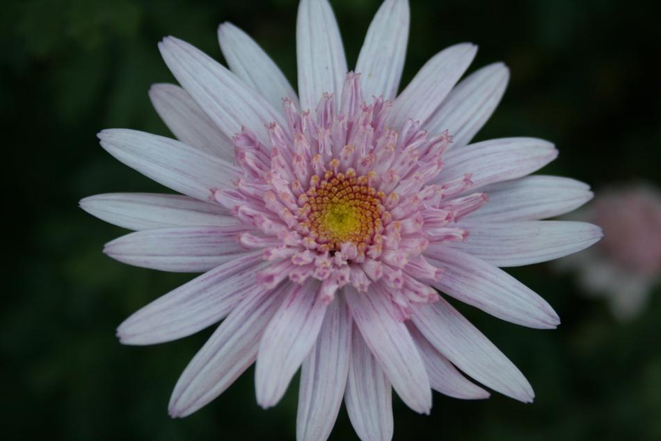 beautiful Daisy Flower