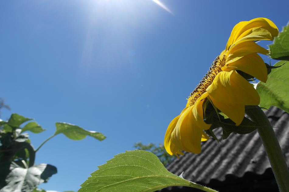 sunflower in the countryside on a bright day