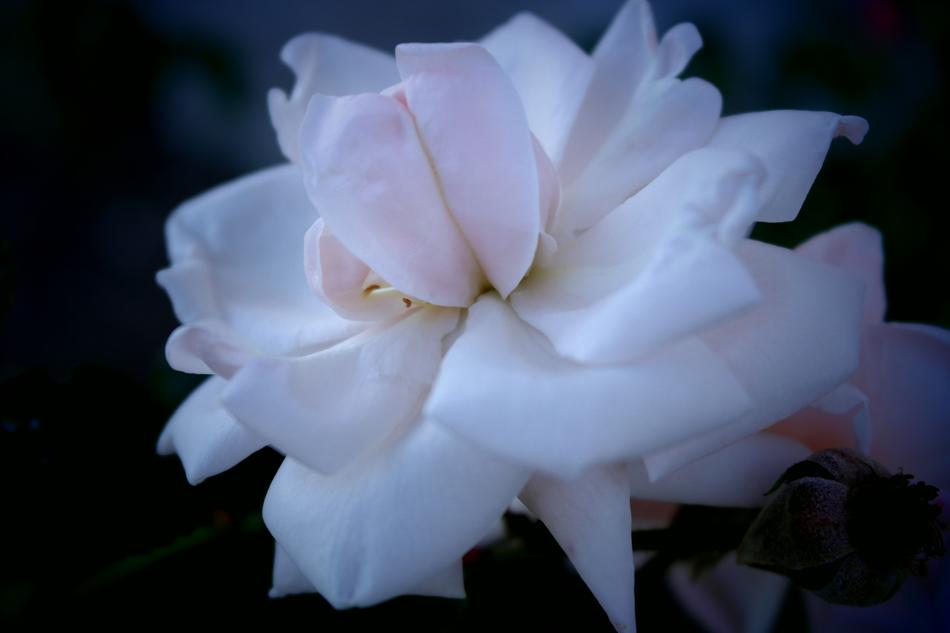 fabulous Tickets Rose