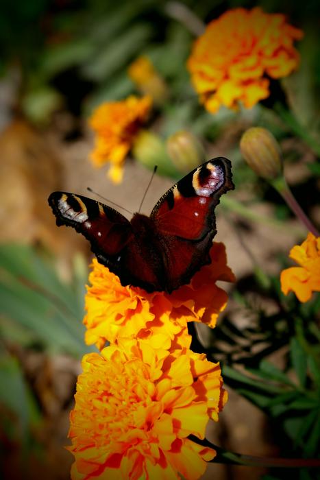 incredibly beautiful Butterfly Wings Color