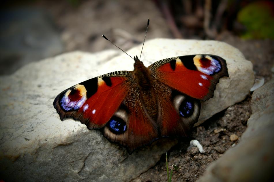 Close-up of the colorful and beautiful butterfly with patterns, on the rock