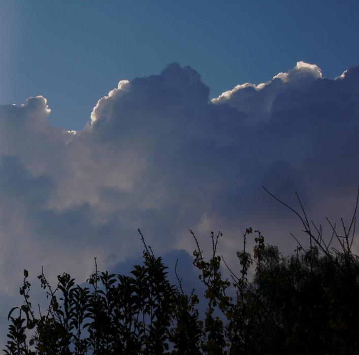 Beautiful silhouettes of the plants, under the blue sky with clouds