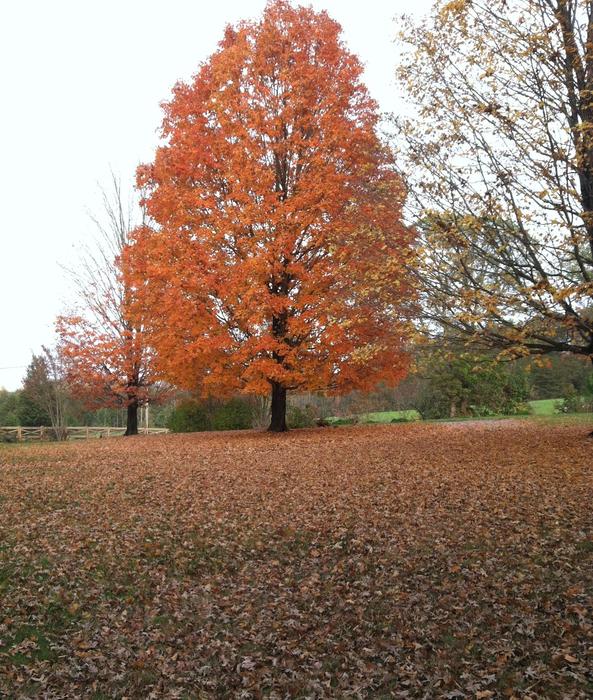 orange maple in autumn landscape