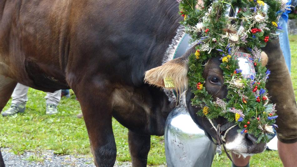 Beautiful and cute cow in colorful headdress, in AllgÃ¤u, Germany