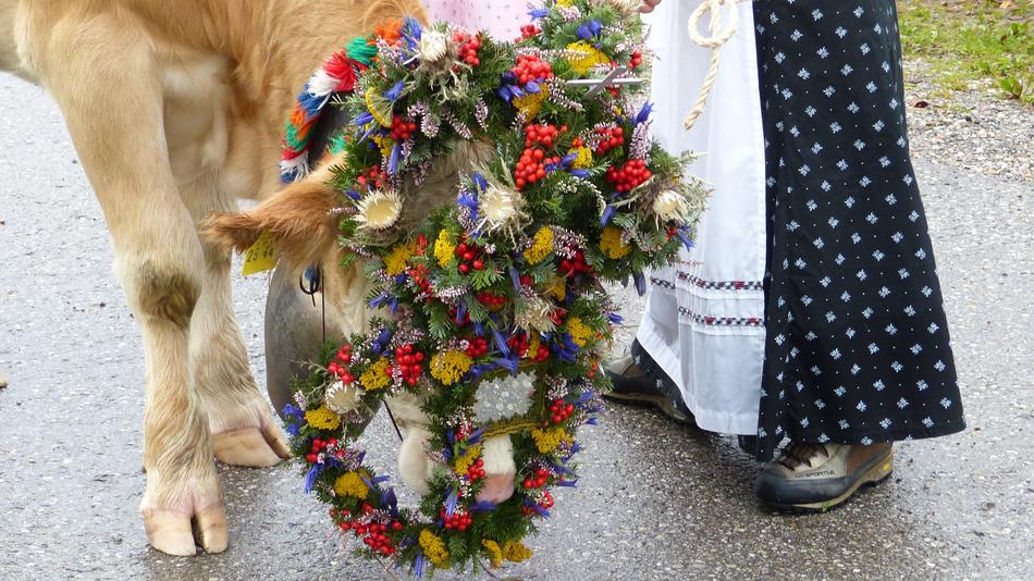 Beautiful and cute cow in colorful headdress, near the person, in Allgäu, Germany
