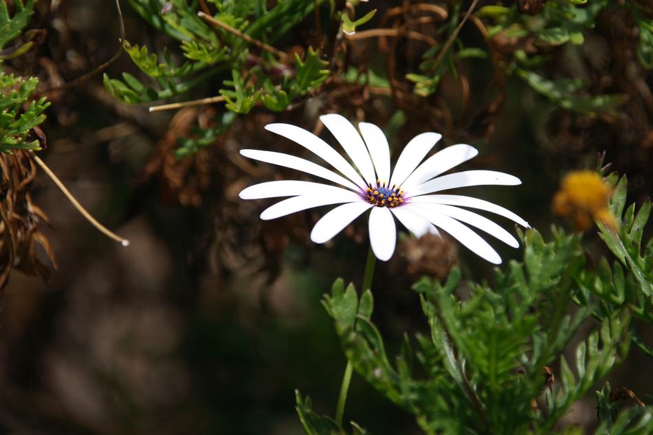 white Flower among the vegetation close-up on a blurred background