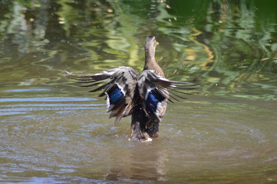Beautiful, colorful and cute teal flying above the lake