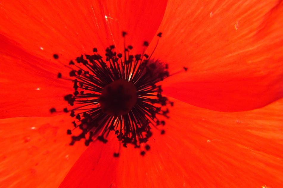 unusually beautiful Flower Papaver