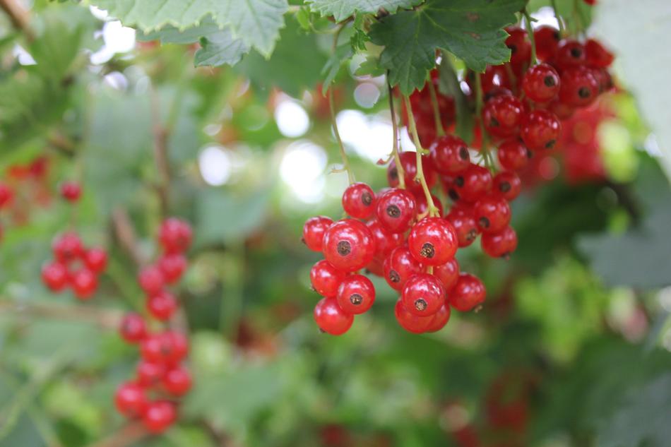 red berries on a bush in a blurred background