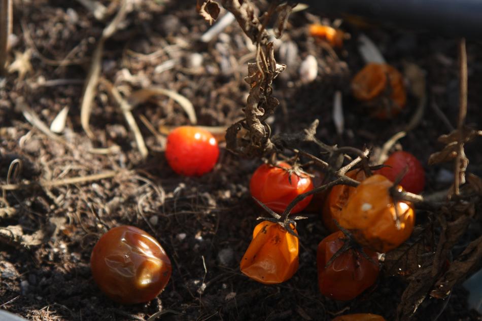 Tomatoes Cereja