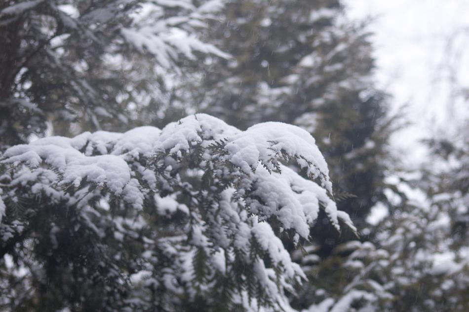 Winter Snow Covered