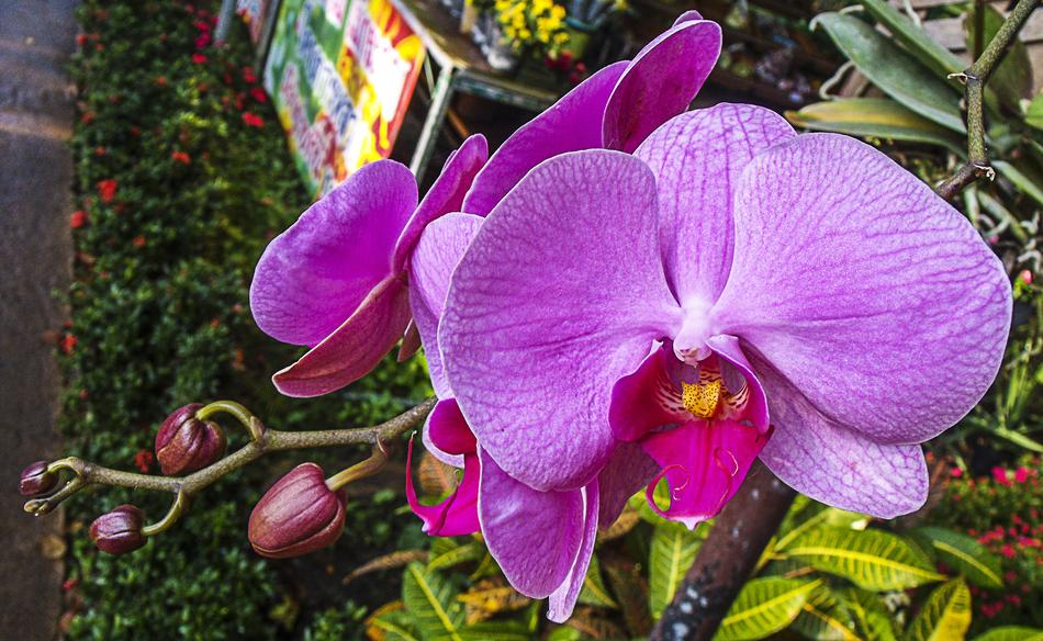 perfect Orchid Flower in the garden close-up