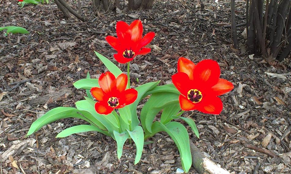 four red tulips growing in garden