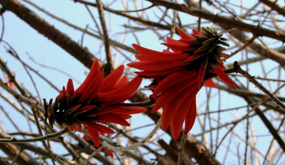 bright red flowers on tree branches