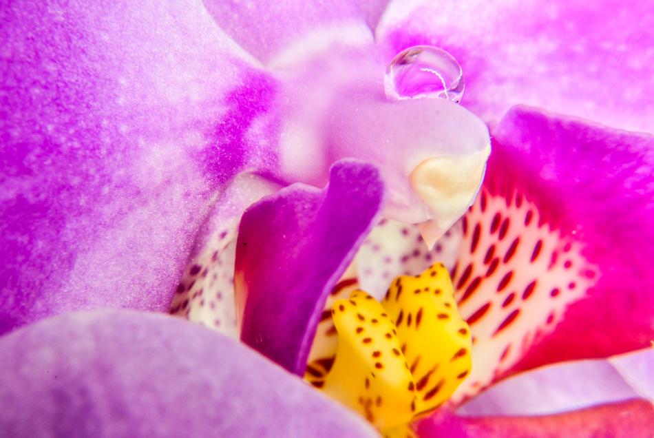 incredibly beautiful Orchis Flower