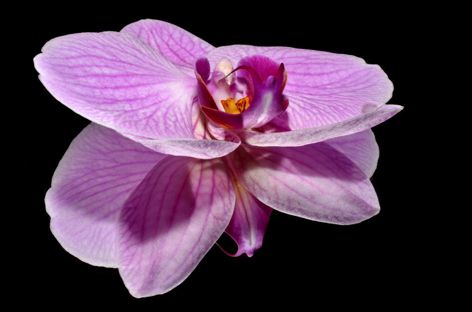 perfect Orkide Flower