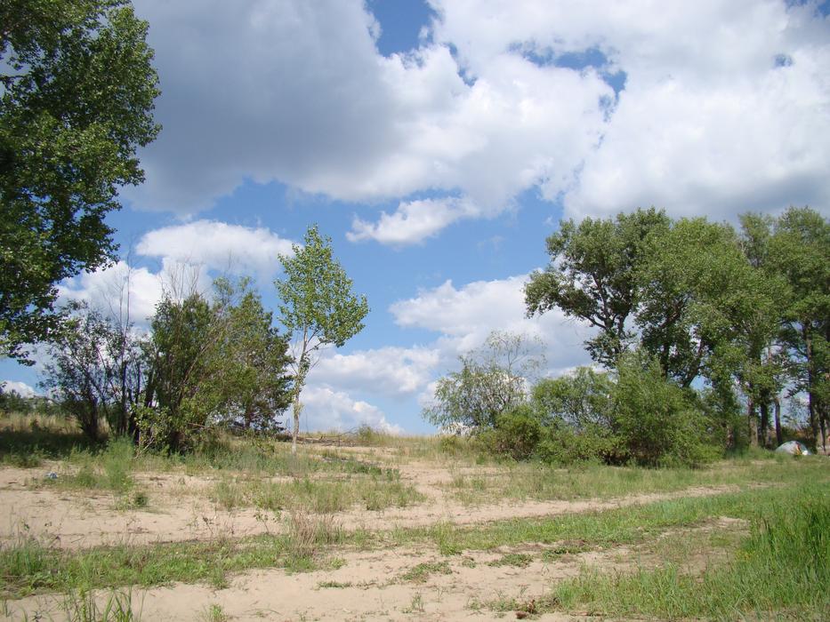 green trees on a sandy slope