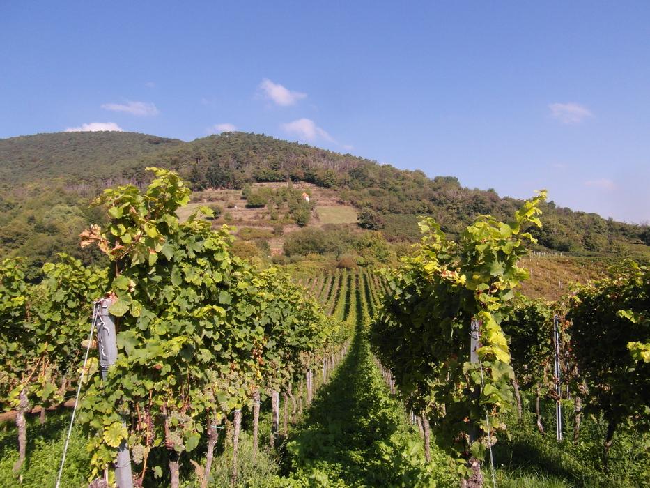 New Wine Vintage