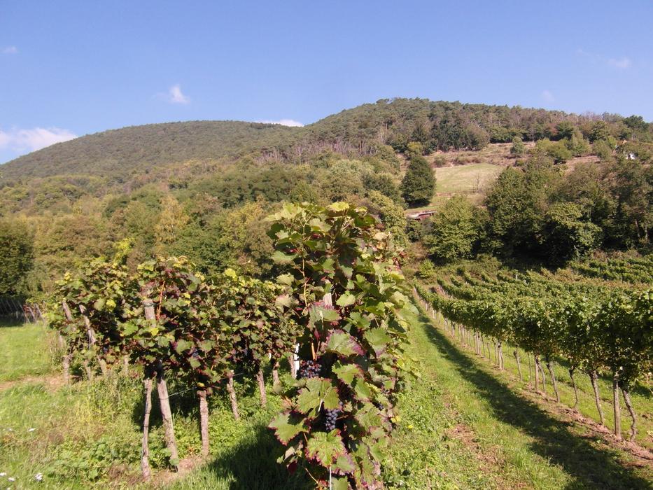 New Wine Vintage