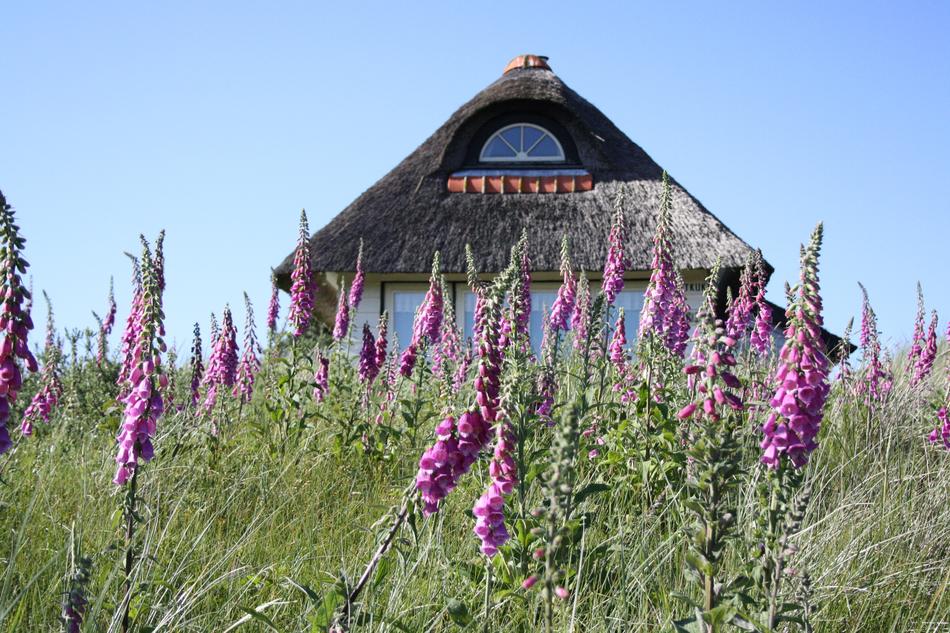 Summer Cottage Foxglove
