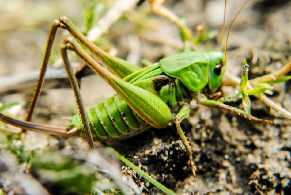 Grasshopper Konik Field
