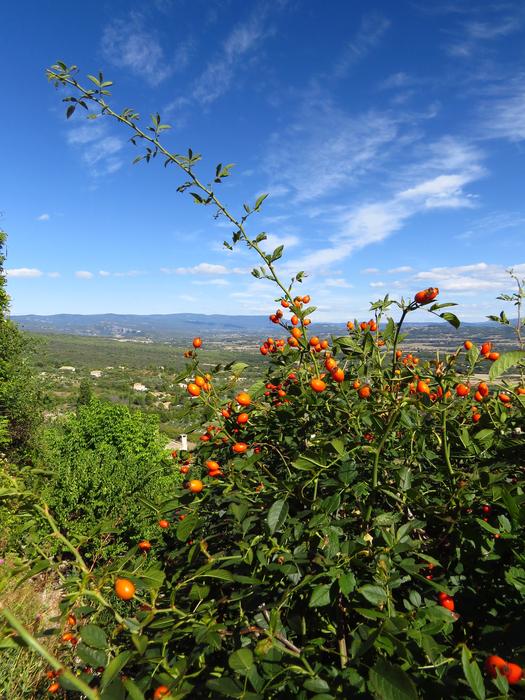 rosehip bush in nature in the south of france