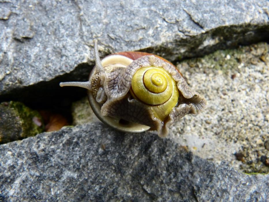 Snail Pairing Mollusk Screw In The