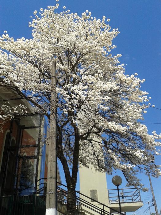 Ipê White Tree