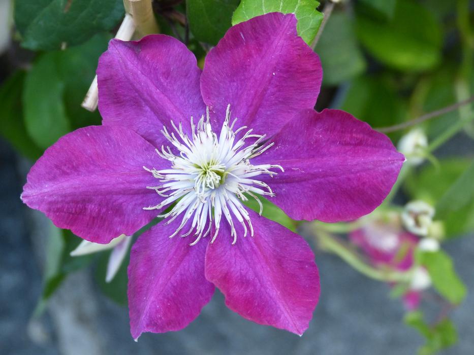 perfect Clematis Flowers