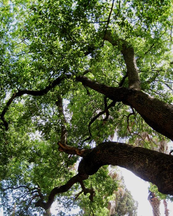 Low angle shot of the beautiful tree with green leaves, in sunlight