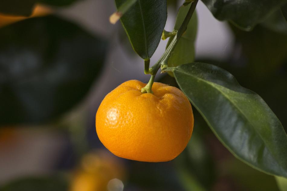 Mini Orange