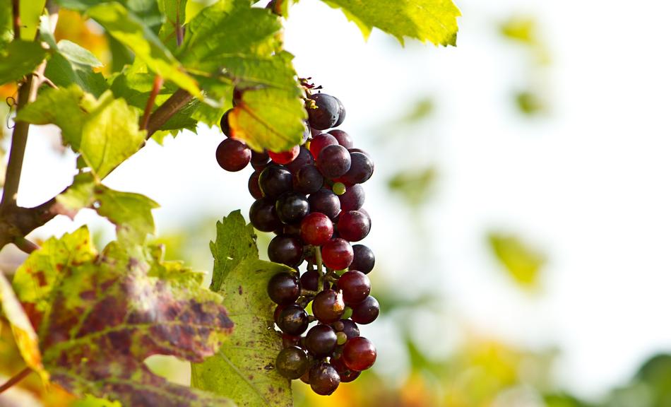 Grapes Wine Screw agriculture