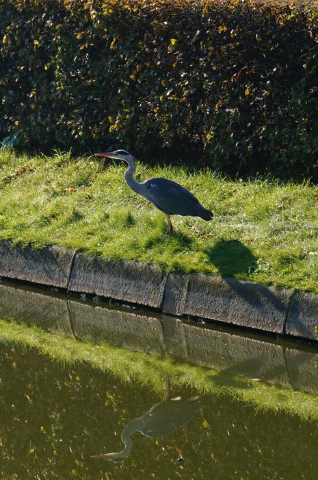 Close-up of the beautiful grey heron on the green grass, near the water