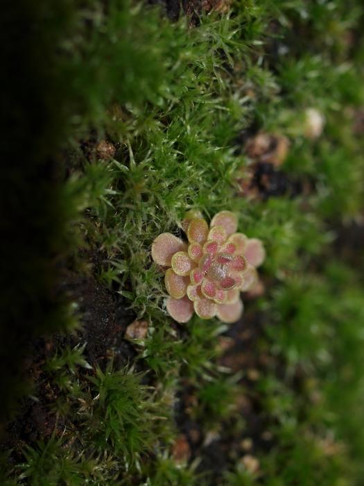 Pinguicula Debbertiana Butterwort