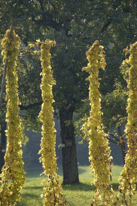 Hops Climber Plants at Autumn
