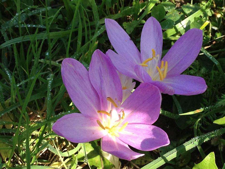 extraordinarily beautiful Herbstzeitlose Ray Of Hope