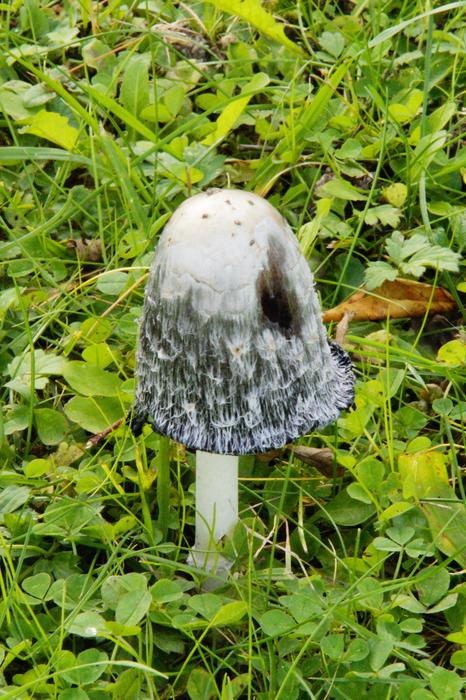 comatus in green grass