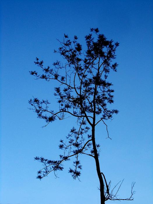 dead tree on a background of blue sky