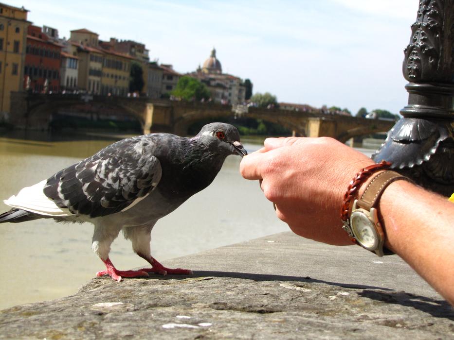 Florence Pigeon