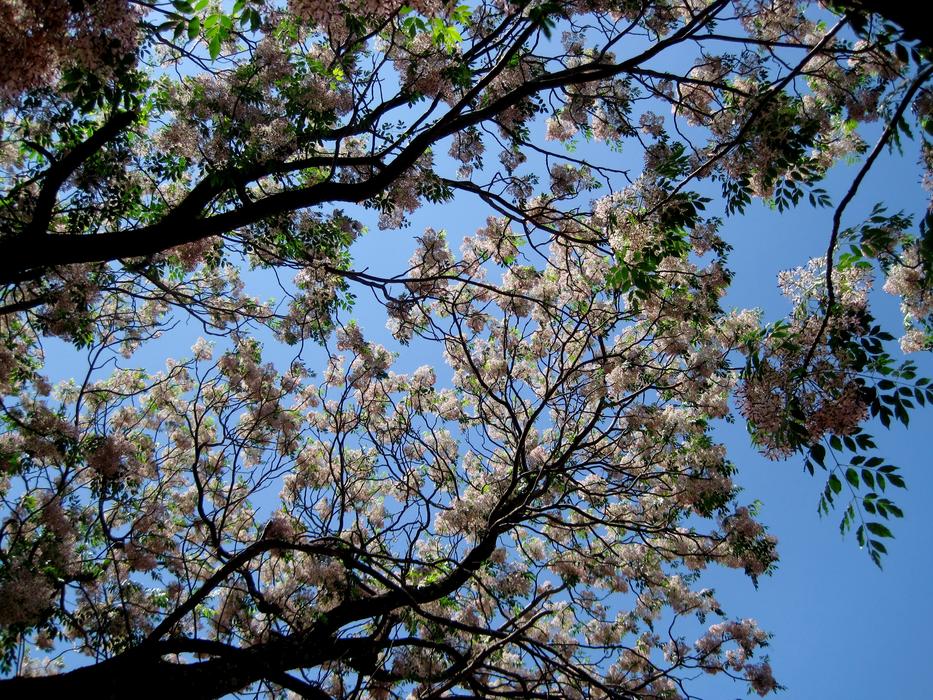 Tree Flowering Blooming