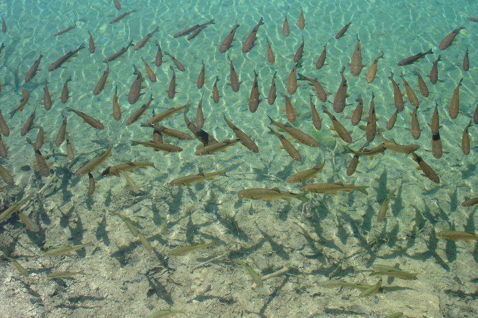 school of fishes