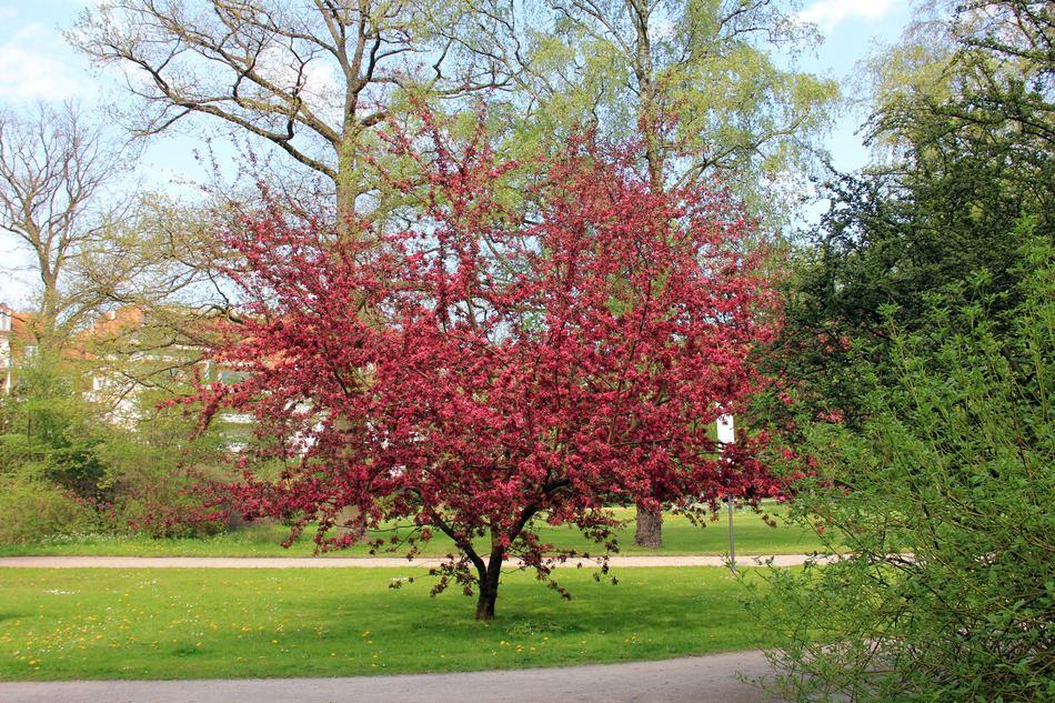 perfect red Tree Blossom in Park