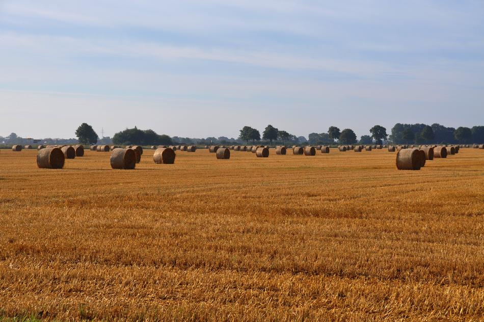 Beautiful landscape of the field with hay harvest, near the green trees, under the blue sky with clouds