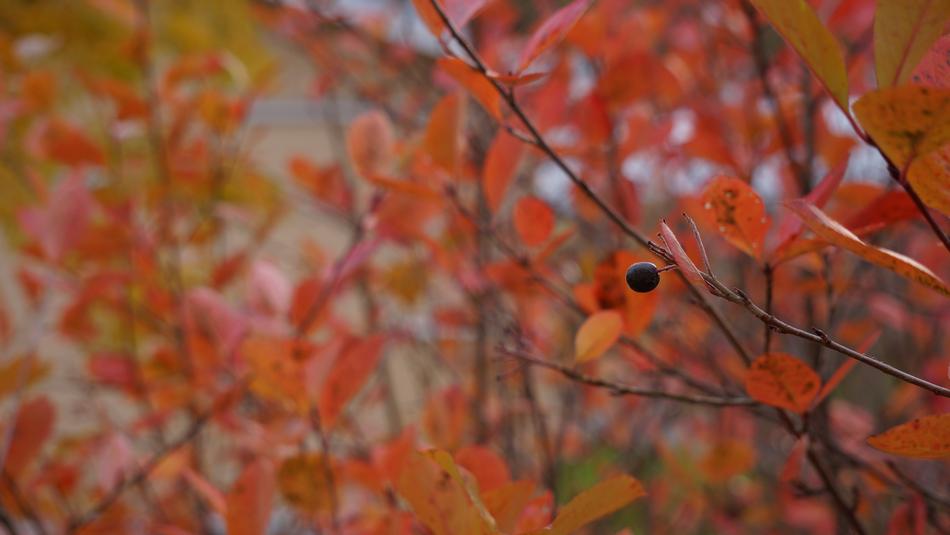 tree branch with orange leaves on blurred background