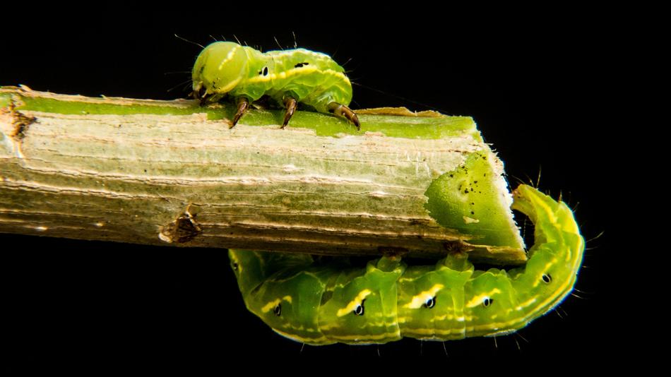 Closeup view of Green Caterpillar insect