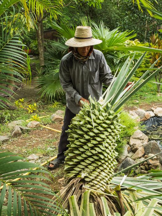 the gardener trims the leaves of the agave